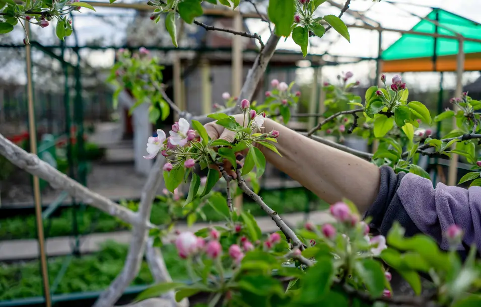 Podar correctamente las plantas